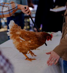 4-H Showmanship Contests 1 4hpoultry e1710264525611